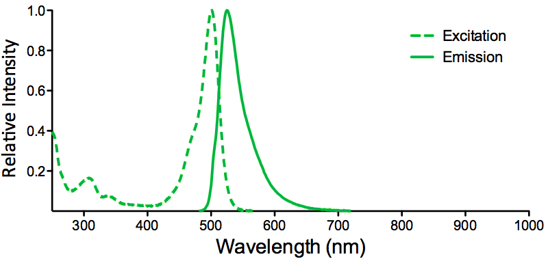 ATTO 488 Fluorophore Excitation and Emission Spectra