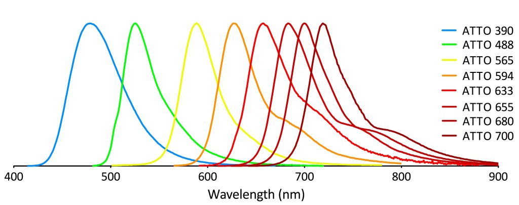 Fluorophores for conjugated primary antibodies