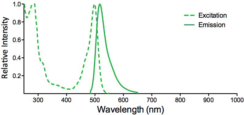 Antibody Conjugates - Fluorophore Tags StressMarq