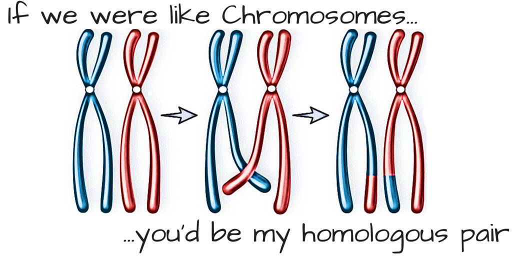 Science pick-up lines - If we were like Chromosomes...you'd be my homologous pair.