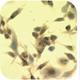 Immunocytochemistry-HSP70-Antibody-SMC-100