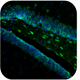 Immunohistofluorescence-Neuroligin-4-Antibody-SMC-469