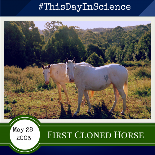 First cloned horse May 28, 2003 - This Day in Science