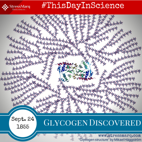 This day in science Sept. 24 1855 Glycogen Discovered