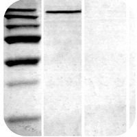 Western blot troubleshooting - Band ran too far, or not far enough