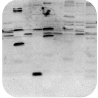 Western blot troubleshooting -Black dots