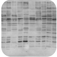 Western blot troubleshooting - Non-specific bands