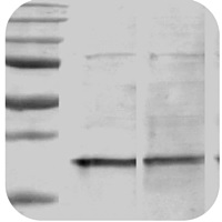 Western blot troubleshooting - Smaller band than expected