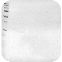 Western blot troubleshooting - High Background