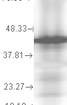 SMC-166_Hsp40_Antibody_2A7-H6_WB_Yeast_recombinant-cell-lysate_1.png