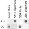 Rabbit Anti-Amyloid Oligomers (A11) Antibody used in Dot blot (DB) on Abeta42 fibrils and prefibrillar oligomers (SPC-506)