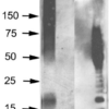 Rabbit Anti-Amyloid Oligomers (A11) Antibody used in Western blot (WB) on Abeta42 fibrils and prefibrillar oligomers (SPC-506)
