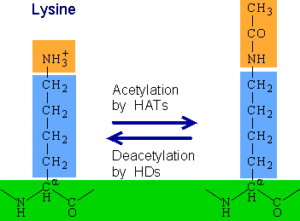 Lysine Acetylation