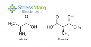 Alanine and Threonine have similar structures, but substituting Threonine for Alanine in alpha synuclein has significant effects.