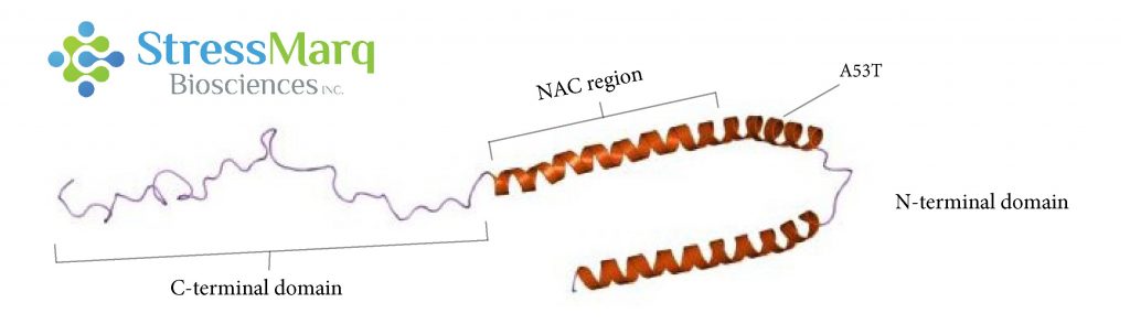 Alpha Synuclein consists of three main regions, the C-terminal region, the NAC region, and the N-terminal region. The A53T mutation is found in the N-terminal region.