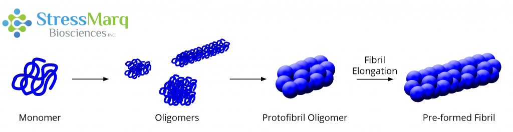 Alpha synuclein oligomerization mechanism