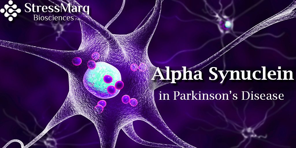 Alpha Synuclein in Parkinson's Disease