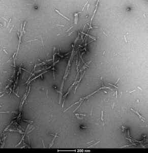 Alpha-Synuclein-pSer129-Pre-Formed-Fibrils-Protein-TEM