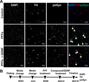 StressMarq's Alpha synuclein PFFs treatment