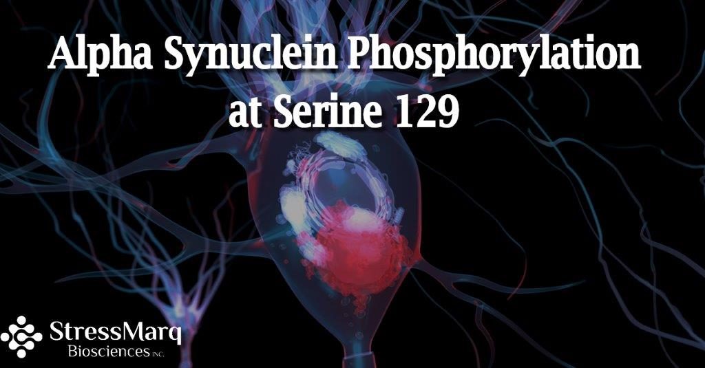 Alpha Synuclein Phosphorylation at Serine129