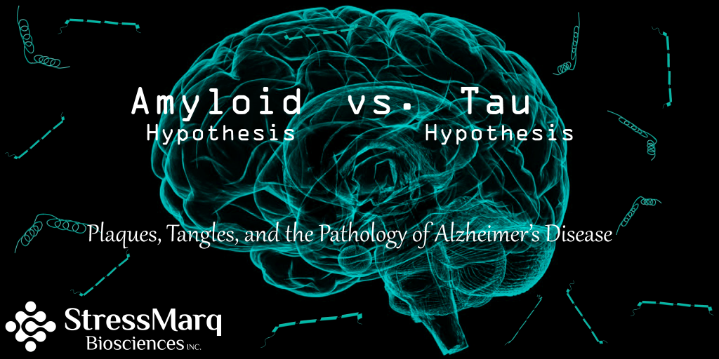 Amyloid Hypothesis vs Tau Hypothesis: Plaques, Tangles, and the Pathology of Alzheimer's Disease