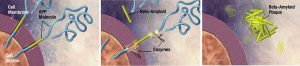 Amyloid plaque formation