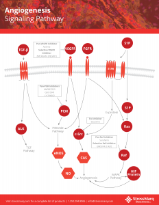 Angiogenesis Pathway Poster