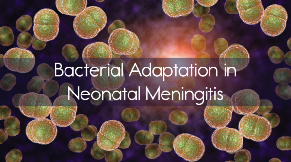 Bacterial Adaptation In Neonatal Meningitis bacterial-adaptation-in-neonatal-meningitis