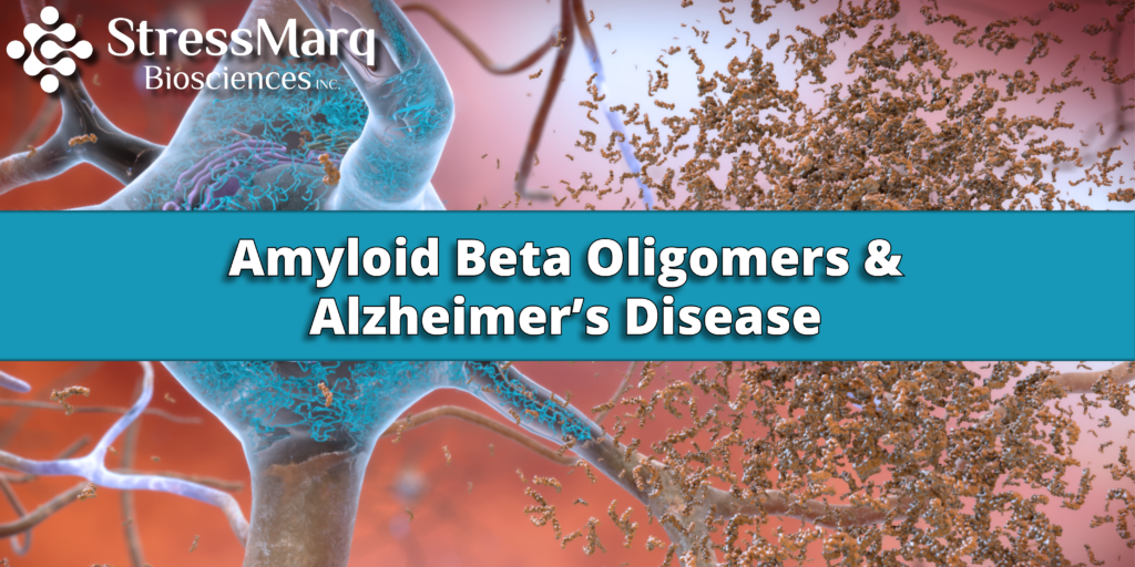 The Role of Amyloid Beta Oligomers in Alzheimer's Disease