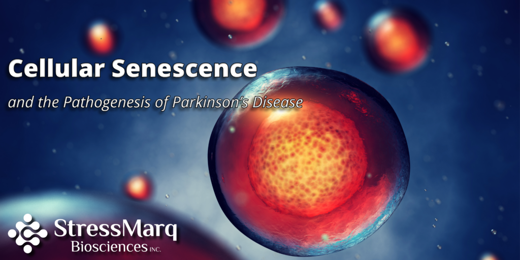 Cellular Senescence & Pathogenesis of PD