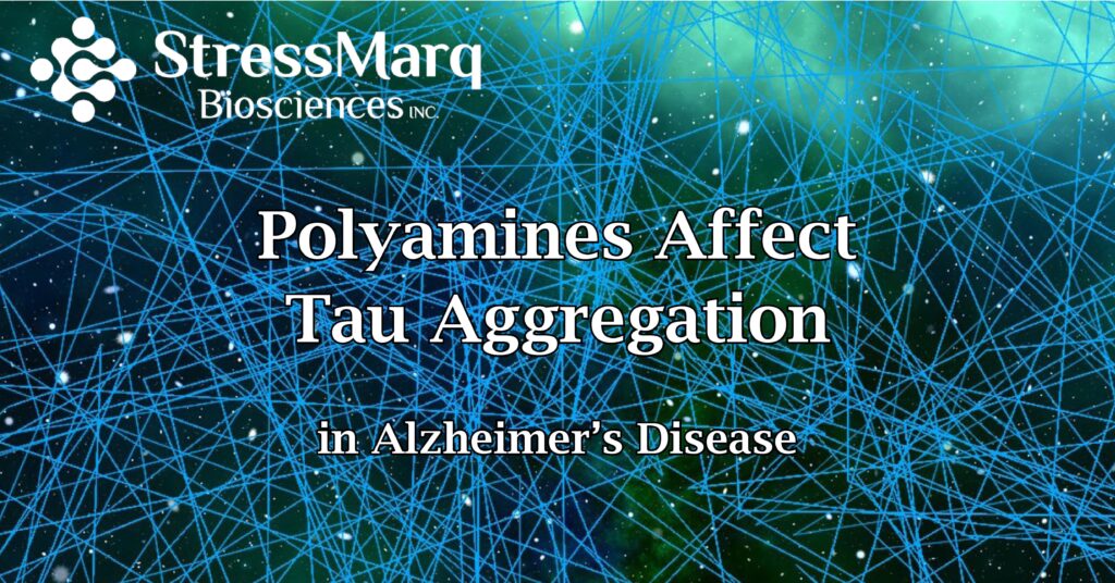 Stressmarq's tau preformed fibrils were used to study the effects of polyamine on tau oligomerization, seeding and aggregation