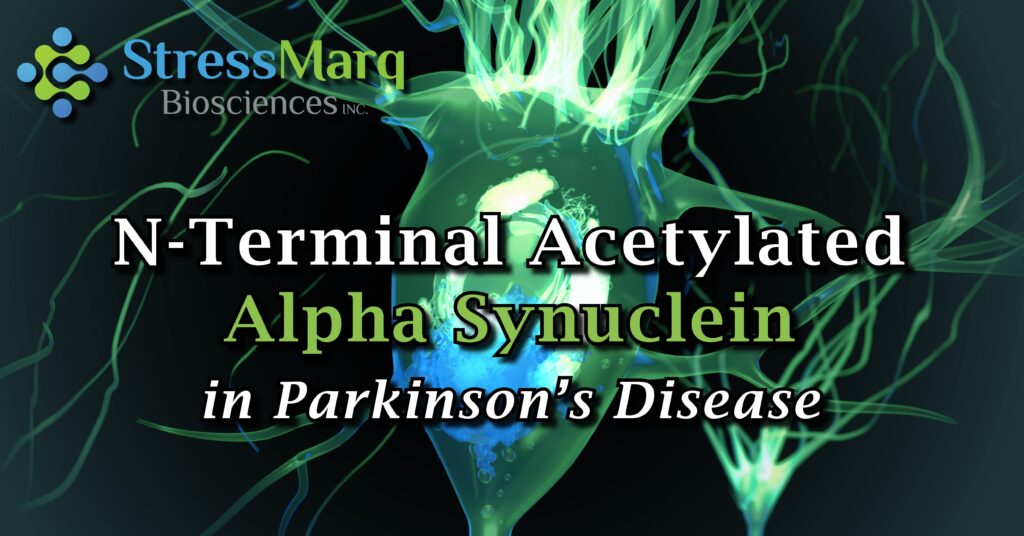 N terminal acetylated alpha synuclein monomers and fibrils for neurodegenerative disease research