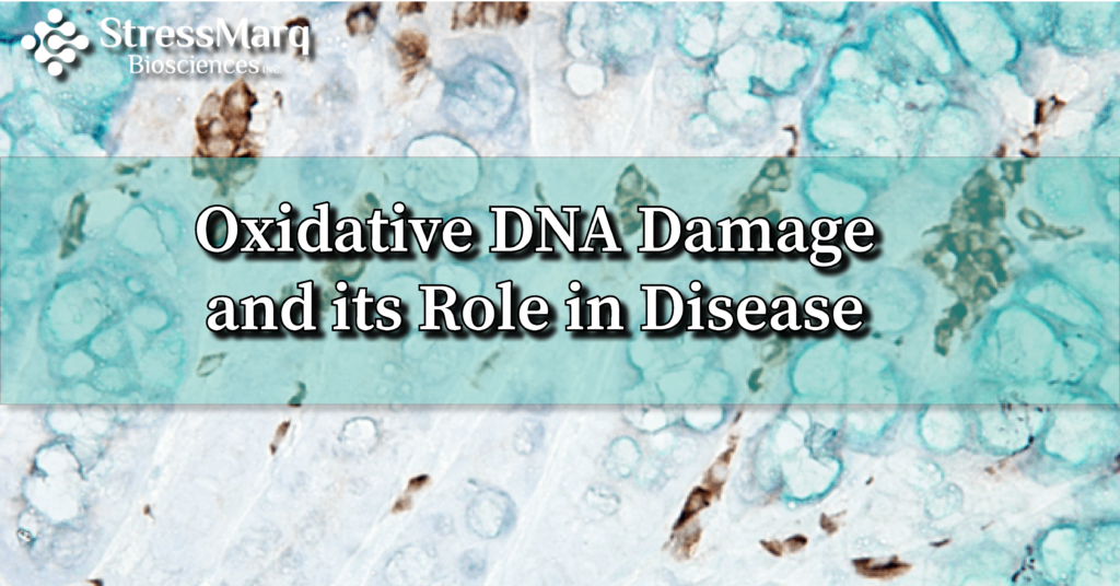 IHC analysis using DNA Damage Antibody, (SMC-155)