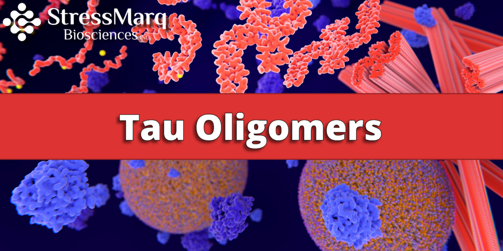 Tau Oligomers