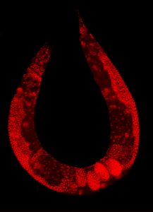 Wild-type C. elegans hermaphrodite stained to highlight the nuclei of all cells.