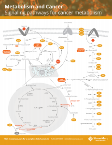Cancer Metabolism Pathway Poster