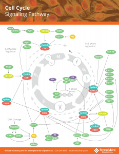 Cell Cycle Signaling Pathway Poster