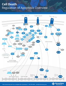 Cell Death Pathway Poster