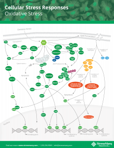 Cell Stress Pathway Poster