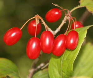 Cornus officinalis fruits