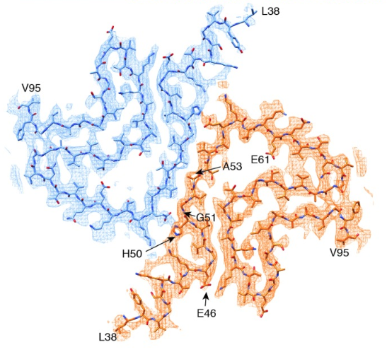 The Cryo-EM-determined structure of alpha synuclein shows most disease-causing mutations to be located at the interface between two protofilaments.