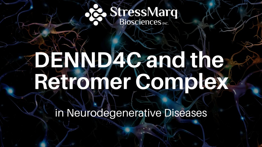 DENND4C and the Retromer Complex in Neurodegenerative Diseases