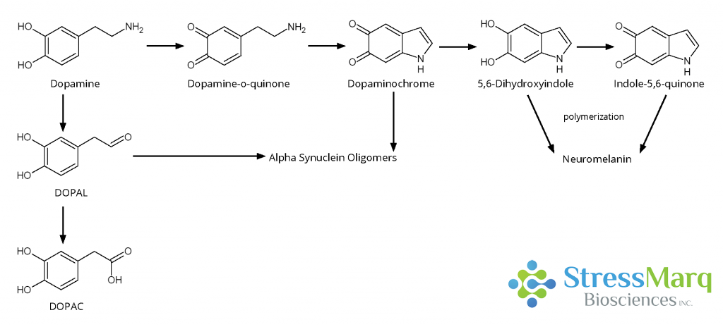 Dopamine Oxidation Mechanism and Interactions with Alpha Synuclein