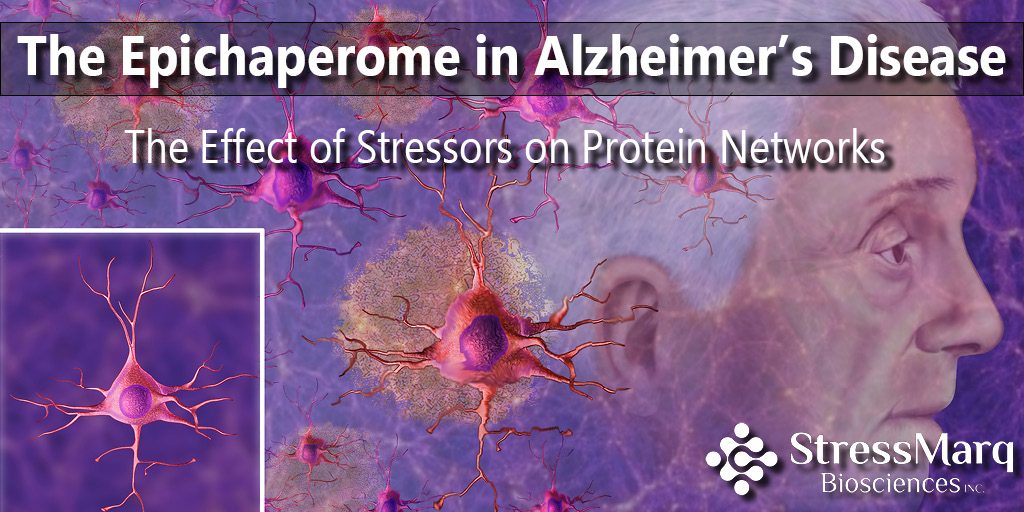 The Epichaperome in Alzheimer’s Disease: The Effect of Stressors on Protein Networks
