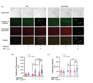 Ubc9 knock-down by RNAi exacerbates PFF-induced protein aggregation in Thioflavin T staining. 