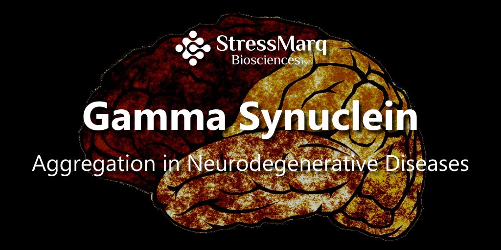 Gamma Synuclein Aggregation in Neurodegenerative Diseases