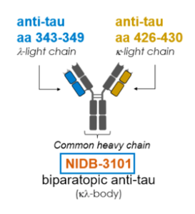 Biparatopic binding domains within the tau 2N4R protein visualized with epitope locations determined by overlapping binding peptides.