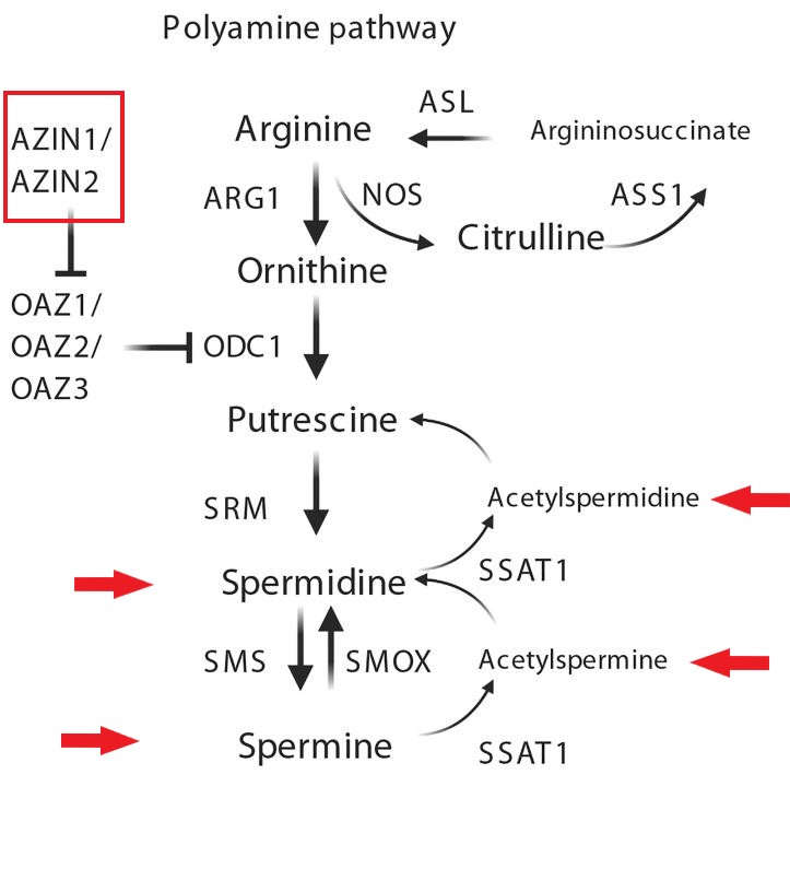 Polyamine Pathway Associated with Tau Pathology in Alzheimer's Disease