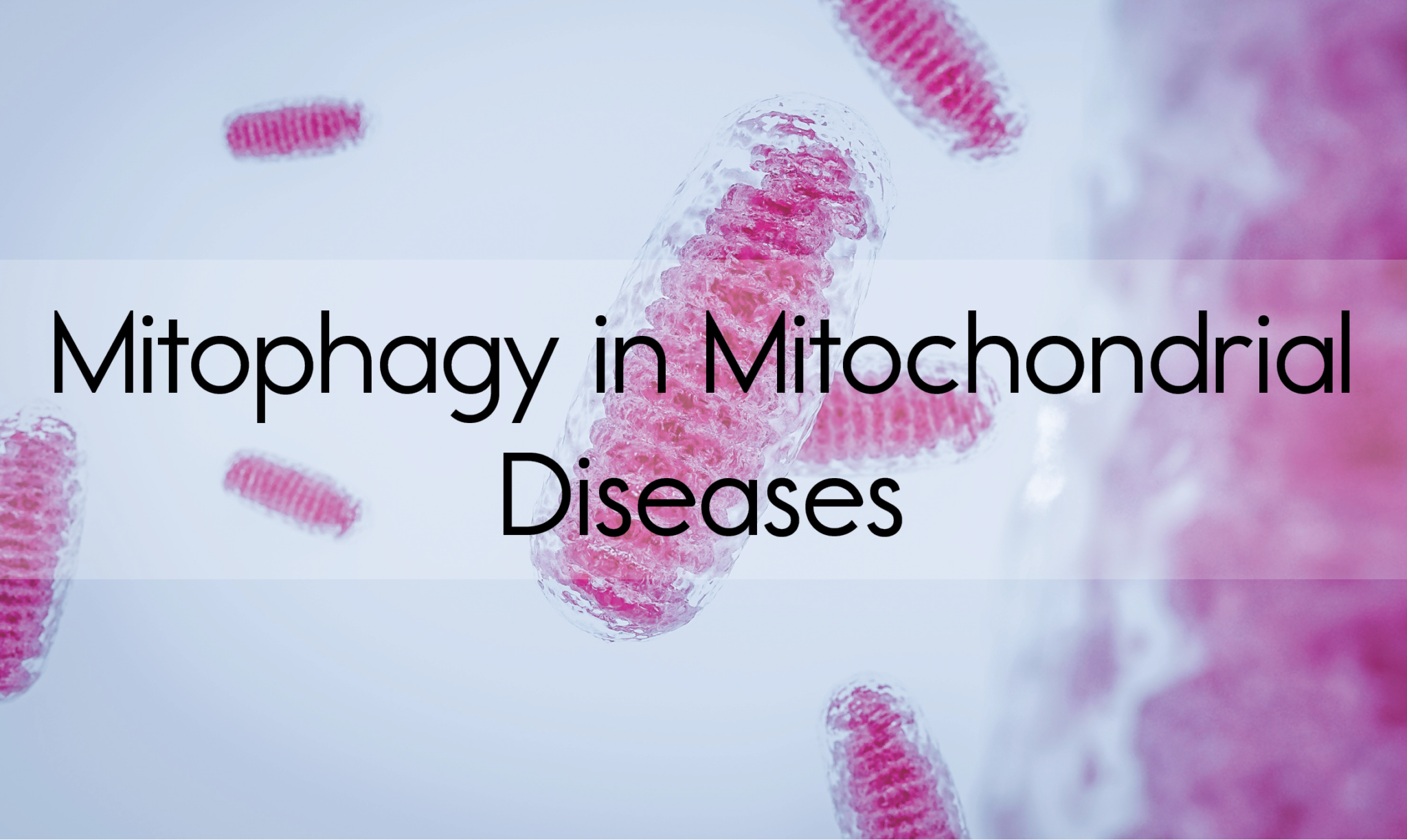Mitophagy in Mitochondrial Diseases