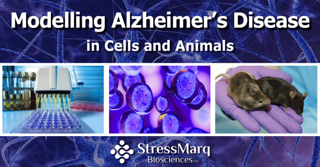 Modelling Alzheimer's Disease in Cells and Animals